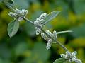 Mountain Knot Grass